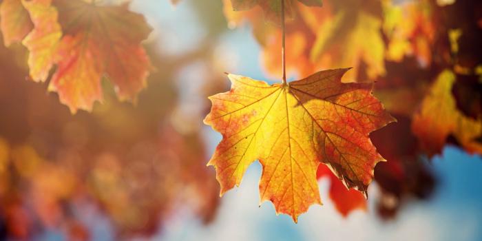 1920x1080 Maple Leaves Wallpapers - Autumn (#162332) - HD Wallpaper