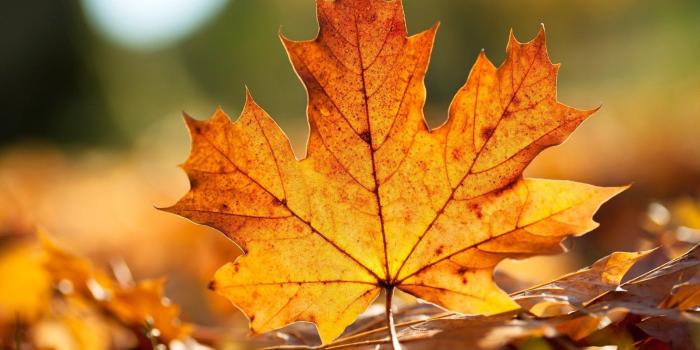 1920x1080 61 Maple Leaf HD Wallpapers | Background Images