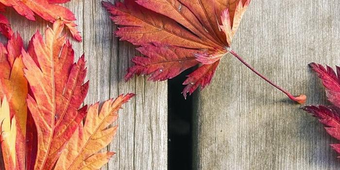 1080x1920 Japanese Maple Tree Leaves On Wood Deck (#2308888) - HD Wallpaper
