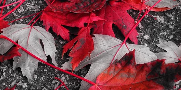 1350x2400 Download wallpaper 1350x2400 maple, leaves, autumn, foliage