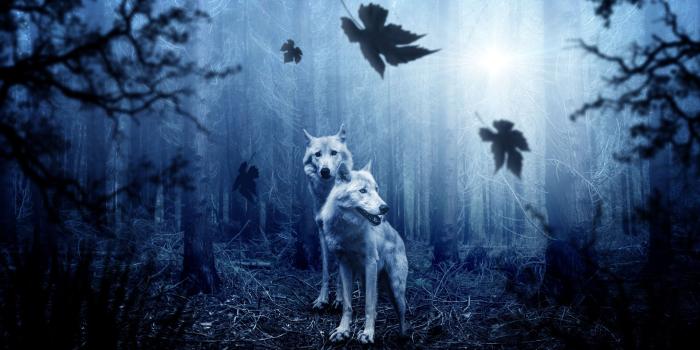 3840x2400 Download wallpaper 3840x2400 wolves, predators, forest, photoshop