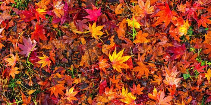 1332x850 Wallpaper autumn, leaves, background, colorful, red, maple