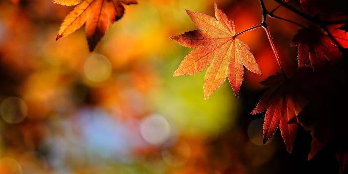 1920x1080 Maple Leaves wallpaper | 1920x1080 | #30970