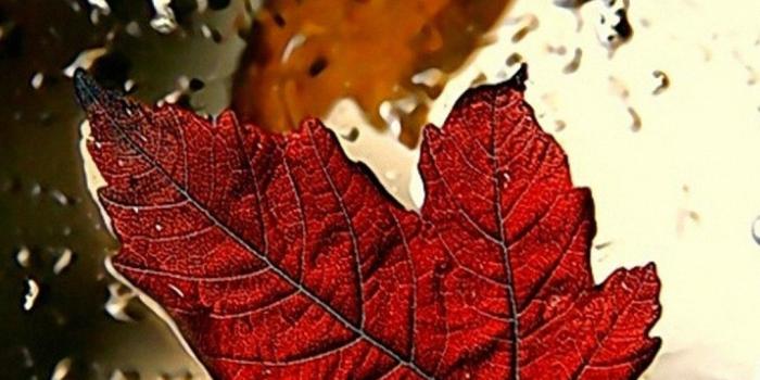 1080x1920 Maple Leaves Wallpapers - Top Free Maple Leaves Backgrounds