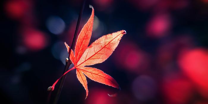 3840x2160 Falling Maple Leaves Hd, Hd Wallpapers & backgrounds Download