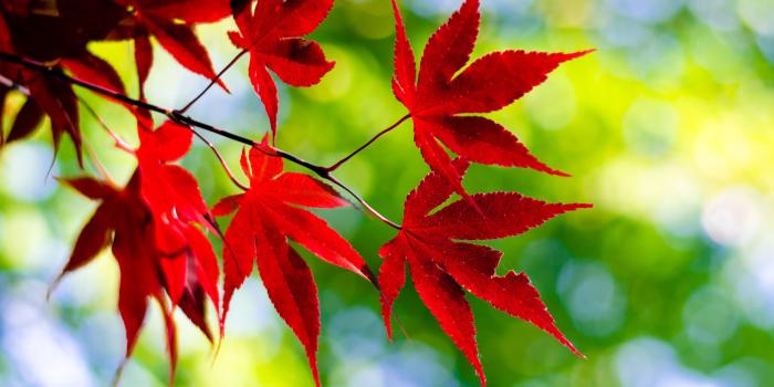 4044x2678 Red maple leaves, maple leaves HD wallpaper | Wallpaper Flare