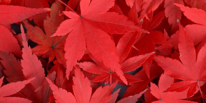 2048x2048 Pure Autumn Red Maple Leaves Overlap iPad Air Wallpapers Free Download