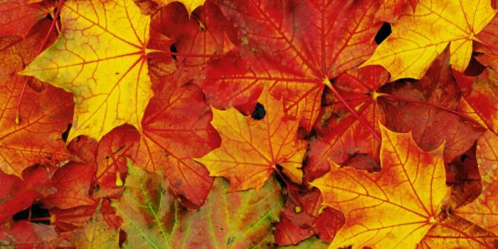 1920x1080 Leaf Wallpaper HD Free Download
