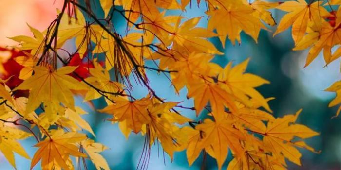 720x1280 Maple leaves wallpaper by georgekev - 0d - Free on ZEDGE™