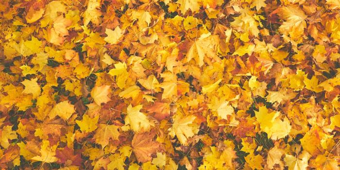 1920x1080 Dry Yellow Maple Leaves Wallpaper - Wallpaper Stream