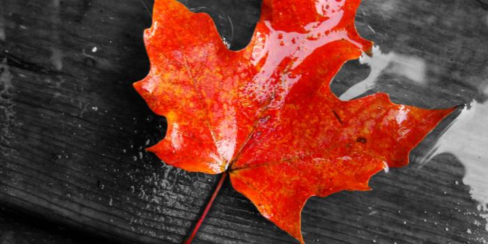 2048x1536 Best 33+ Maple Wallpaper on HipWallpaper | Red Maple Wallpaper