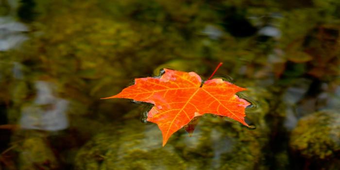 2560x1440 Maple Leaf Wallpaper - Wallpaper, High Definition, High Quality