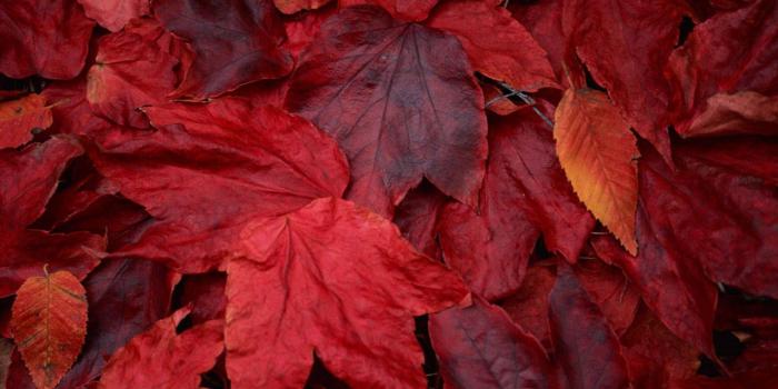 1280x800 Red Maple Leaf Wallpapers - Red Maple Leafs, Hd Wallpapers