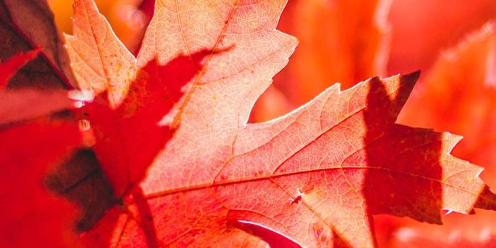 1125x2436 oa28-maple-leaf-flower-red-fall-autumn-nature-wallpaper