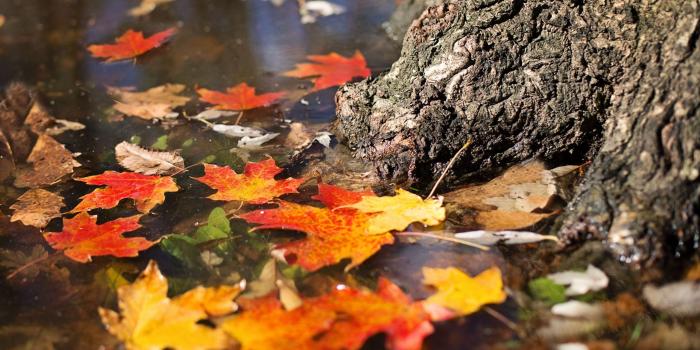 2561x1707 HD Maple Autumn Fall Leaves Wallpaper · #9201 · Wallpapers.io