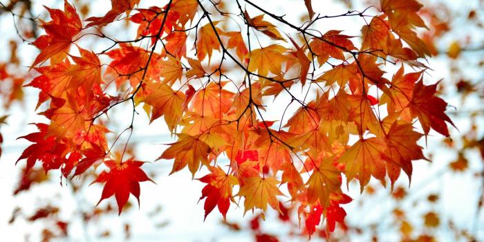 1920x1200 Maple Leaf Branches Autumn wallpaper | 1920x1200 | #30969