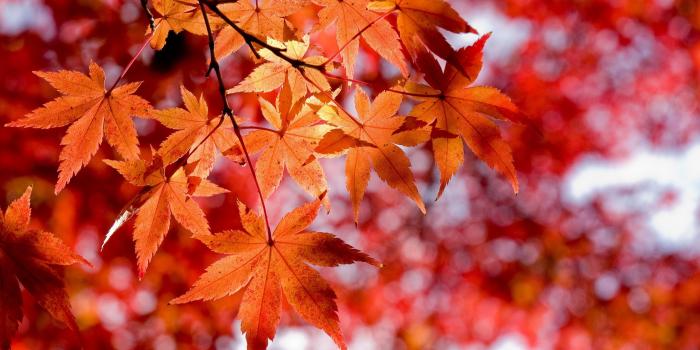 2560x1600 Maple Leaves Wallpapers - Top Free Maple Leaves Backgrounds
