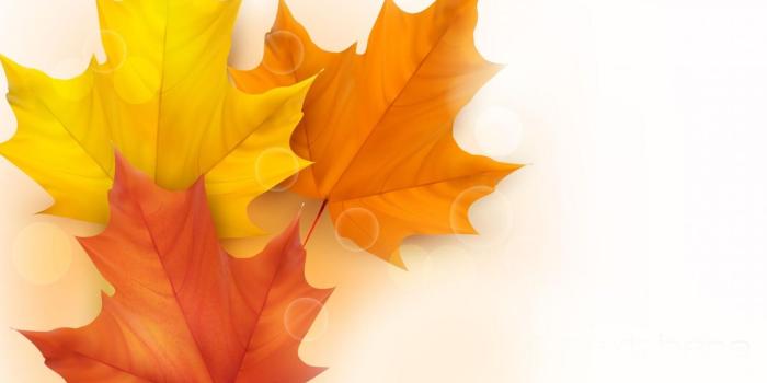 1680x1050 Free download Maple Leaves In White Background Hd Wallpaper