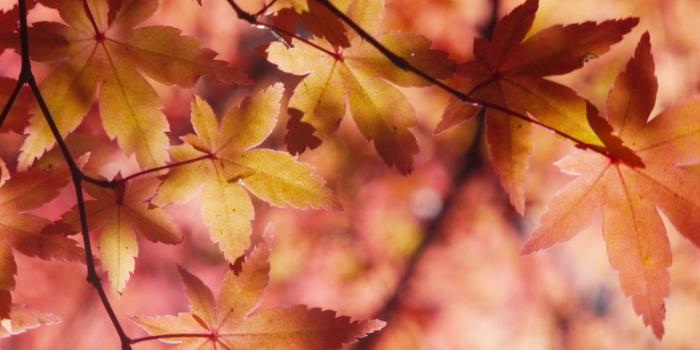 3840x2160 Autumn Maple Leaves Wallpaper - iPhone, Android & Desktop Backgrounds