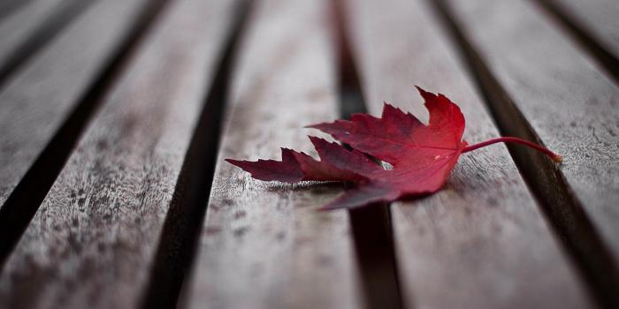 1920x1080 light maple leaf 1920x1080 wallpaper High Quality Wallpapers,High