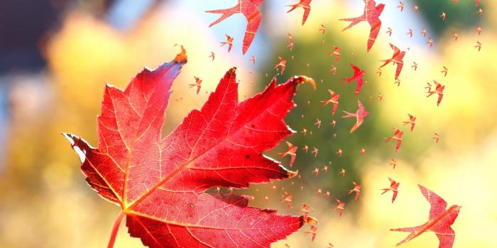2560x1440 Red maple leaf, nature, leaves, fall, maple leaves HD wallpaper
