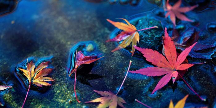 5616x3159 Maple leaves 5K Wallpapers | HD Wallpapers