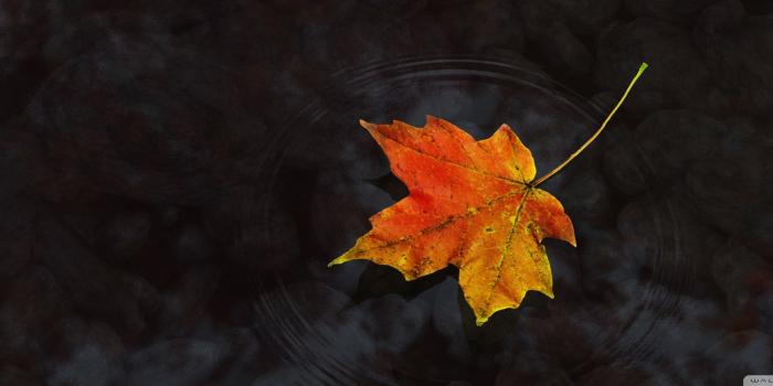 2560x960 Maple Leaf On Water Ultra HD Desktop Background Wallpaper for 4K