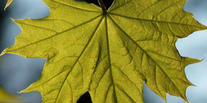 1440x2560 Maple Leaf Blur Wallpaper - [1440x2560] | Leaves, Plant leaves