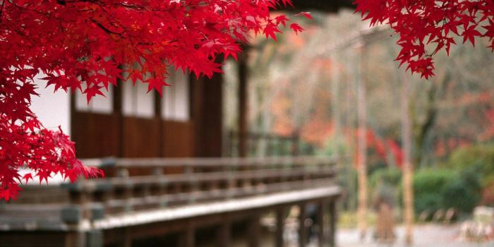 1332x850 Wallpaper autumn, Japan, blur, Japan, maple leaves images for
