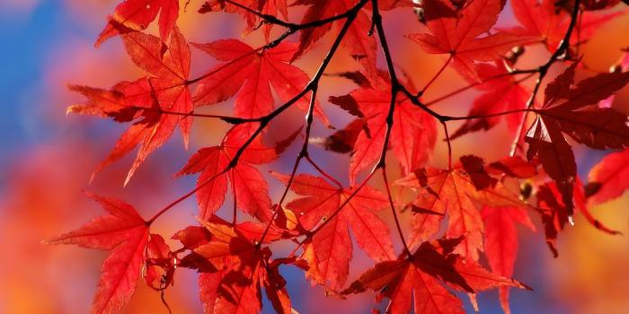 1024x768 Magazine Wallpaper: Colorful Leaves Wallpapers Maple Leaves