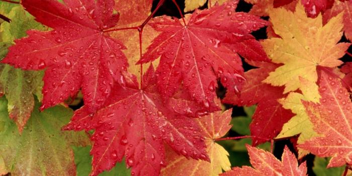1440x900 Autumn Maple Leaves Wallpapers - 1440x900 - 504226