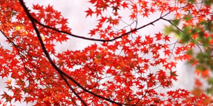 1080x1920 Red Maple Leaves Branch Autumn Android Wallpaper free download
