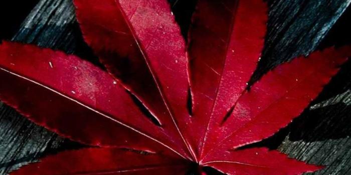 1080x1920 Leaves] Maple- iPhone wallpaper | iPhone Wallpaper