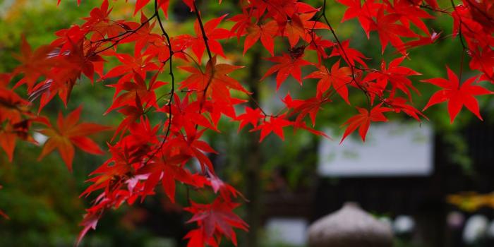 1600x900 Branches Red Maple Leaves Wallpapers - 1600x900 - 424684