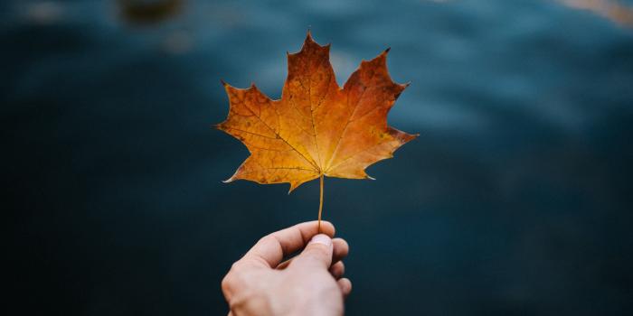 3840x2160 Maple leaf HD Wallpaper 4K Ultra HD - HD Wallpaper - Wallpapers.net