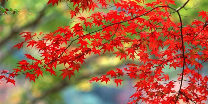 1440x900 Maple Leaves Wallpaper for Android - APK Download