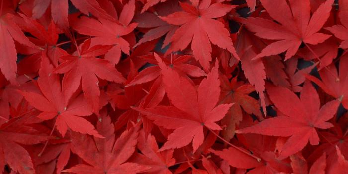 1280x800 Red Maple Leaf Wallpapers Red Maple Leaf - Happy Canadian