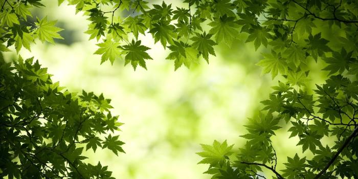 1920x1200 Green Leaf Wallpaper HD (70+ images)