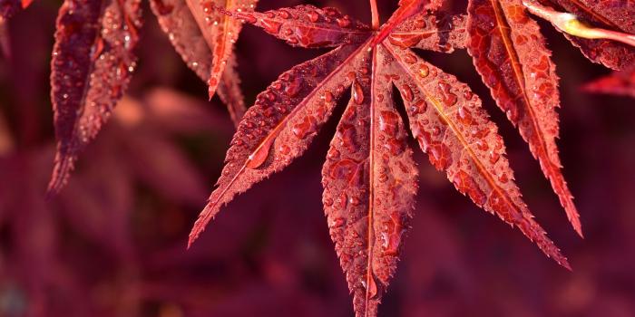 1400x1050 Download Drops, maple, leaves wallpaper, 1400x1050, Standard 4:3