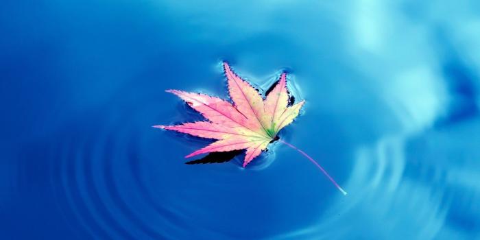 1332x850 Wallpaper water, Autumn, water, Autumn, maple leaves, maple leaf