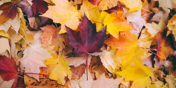 2560x1440 Maple Leaves (#2308858) - HD Wallpaper & Backgrounds Download