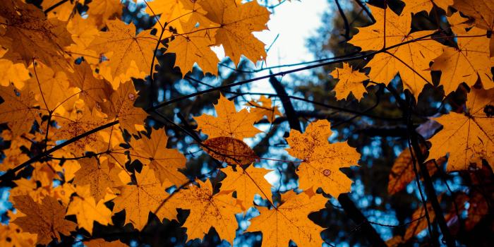 3840x2400 Download wallpaper 3840x2400 maple, leaves, autumn, branches 4k