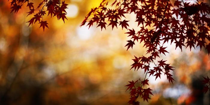 3554x1999 Nature - Maple leaves HD wallpaper download