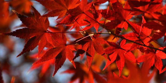 2560x1600 Download Red Japanese Maple Leaves UltraHD Wallpaper - Wallpapers