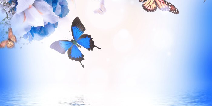 3500x2900 Images Butterflies Irises Flowers Water 3500x2900