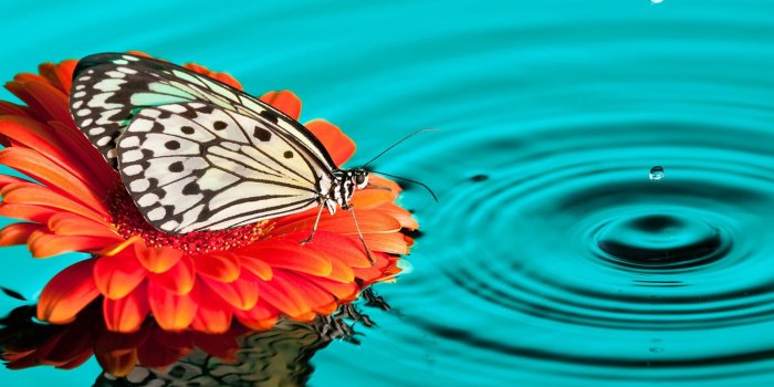1920x1200 White butterfly on orange flower, butterfly, insect, animals