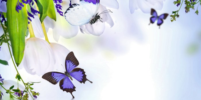 6000x5600 Flowers Butterflies White Tulips Water Blossom Reflection