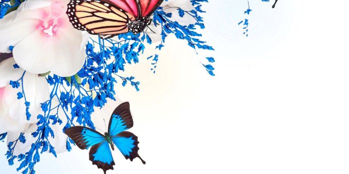 1332x850 Wallpaper water, butterfly, reflection, spring, tulips, flowering