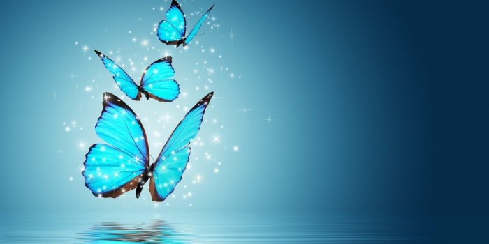 1920x1200 Blue Butterfly Wallpapers - Top Free Blue Butterfly Backgrounds