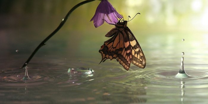 1920x1279 water animals butterflies 1920x1279 wallpaper – Animals